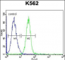 SPB4 Antibody (C-term)