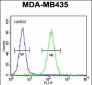 SMYD4 Antibody (C-term)