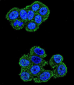 UQCRFS1 Antibody (C-term)