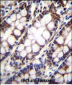 UQCRFS1 Antibody (C-term)