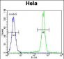 PCDHB10 Antibody (C-term)