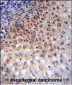 CCDC36 Antibody (C-term)