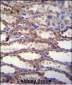 SHISA3 Antibody (C-term)