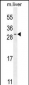 SHISA3 Antibody (C-term)