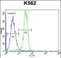 STARD6 Antibody (C-term)