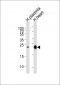 FRAT2 Antibody (C-term)
