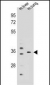 KCNRG Antibody (C-term)