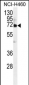 VWA2 Antibody (N-term)