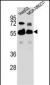 RAP1GDS1 Antibody (Center)