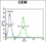 PSMAL Antibody (C-term)