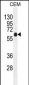 DOK3 Antibody (C-term)