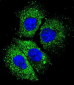 CYBA Antibody (C-term)