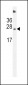 SDHD Antibody (N-term)