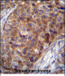 COX7A2L Antibody (Center)