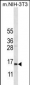 COX7A2L Antibody (Center)