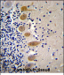 MST1 Antibody (C-term)