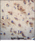 CKAP4 Antibody (C-term)