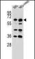 CKAP4 Antibody (C-term)