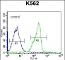 ZNF146 Antibody (N-term)