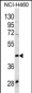 WNT9A Antibody (Center)