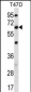 FA83D Antibody (C-term)