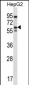 ERRFI1 Antibody (Center)