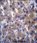 MLXIPL Antibody (C-term)