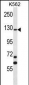 MCF2 Antibody (C-term)