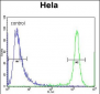 DRG1 Antibody (C-term)