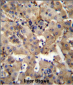 SGPL1 Antibody (N-term)