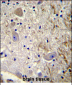 MAGEL2 Antibody (C-term)