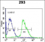 Kallikrein 7 Antibody (C-term)