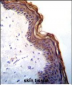 Kallikrein 7 Antibody (C-term)