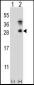 Kallikrein 7 Antibody (C-term)