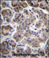 RPL15 Antibody (N-term)