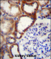 STARD4 Antibody (N-term)