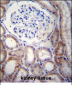 STARD5 Antibody (N-term)