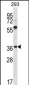 NPTN Antibody (N-term)