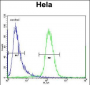 SCHIP1 Antibody (Center)