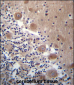 SCHIP1 Antibody (Center)