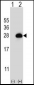 RAB3B Antibody (C-term)