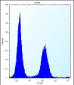 ENOX2 Antibody (N-term)