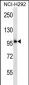 PCDHB11 Antibody (N-term)