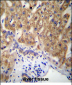 MUC15 Antibody (C-term)