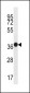 MUC15 Antibody (C-term)