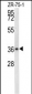 NIT1 Antibody (C-term)