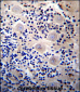 REPS2 Antibody (N-term)