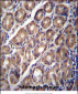 PCDHA12 Antibody (N-term)