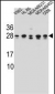 RAB3D Antibody (C-term)