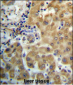 TRIM4 Antibody (N-term)